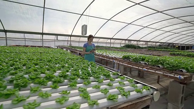 动感十足的动作，年轻女子走过温室里一排排的蔬菜视频素材