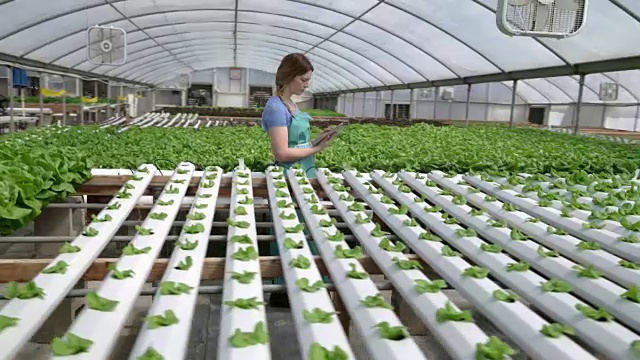 一名年轻女子在水培农场被蔬菜包围视频素材