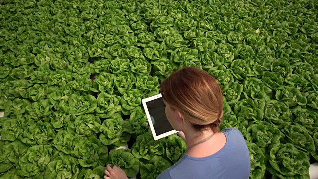 高角度的妇女工作在一个温室的数字平板电脑视频素材
