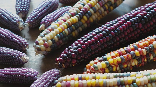多色印第安玉米视频下载