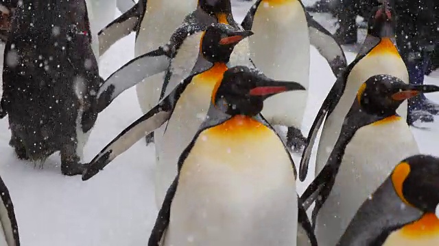 帕里亚德企鹅视频下载