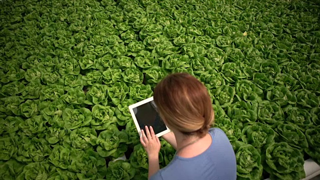 高角度的年轻女子与一个数字平板研究植物视频素材