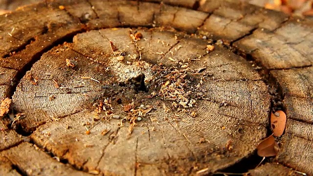黑蚂蚁在树桩上视频下载