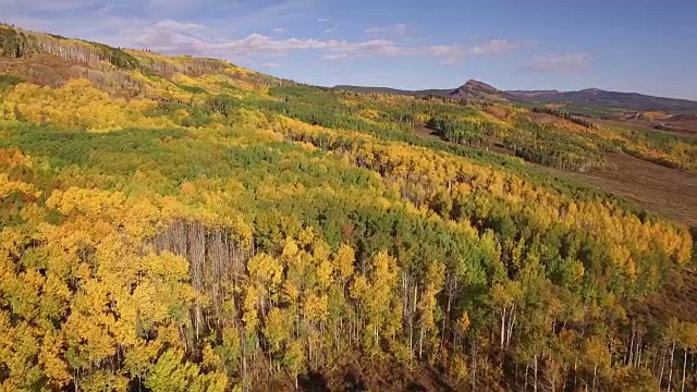 飞越白杨树小pan，空中，4K白杨树，树叶，山脉，美丽的颜色，变化的叶子，科罗拉多，空中，库存视频销售-无人机发现4K自然/野生动物/天气无人机空中视频视频下载