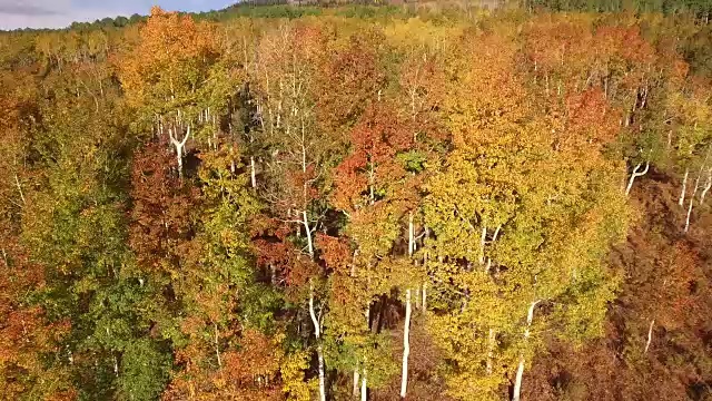 向下看pan周围的白杨树，空中，4K, 14s, 23of34，白杨树，树叶，山，美丽的颜色，变化的叶子，科罗拉多，空中，库存视频销售-无人机发现4K自然/野生动物/天气无人机空中视频视频下载
