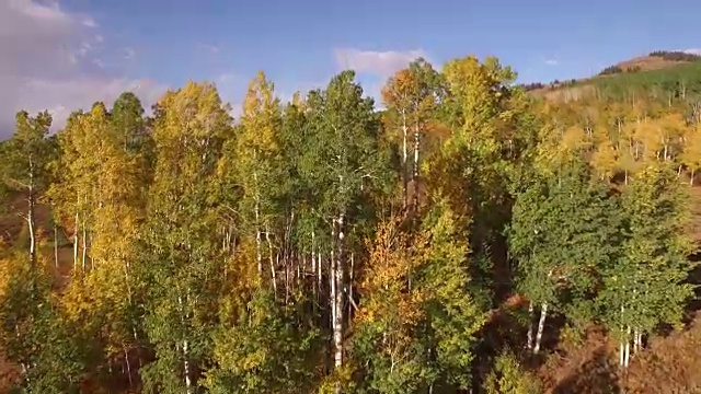 低到高接近白杨树揭示，航拍，4K, 37s, 21的34，白杨树，树叶，山，美丽的颜色，变化的叶子，科罗拉多，航拍，库存视频销售-无人机发现4K自然/野生动物/天气无人机航拍视频视频下载