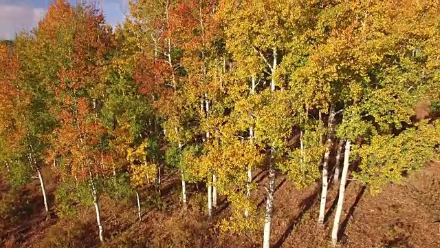 低到高的白杨树显示，空中，4K, 29s, 24of34，白杨树，树叶，山，美丽的颜色，变化的叶子，科罗拉多，空中，股票视频销售-无人机发现4K自然/野生动物/天气无人机空中视频视频下载