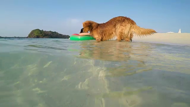年轻女人和狗在海滩上游泳视频下载
