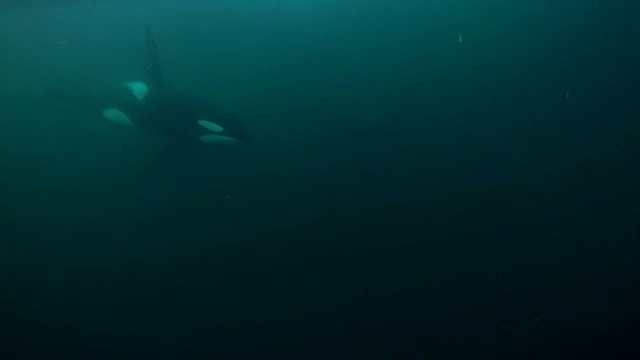 在挪威北部的卡尔德峡湾地区，近距离观察到两只雄性虎鲸游过。视频素材