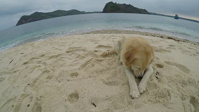 海滩上的金毛猎犬视频下载