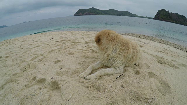 海滩上的金毛猎犬视频下载