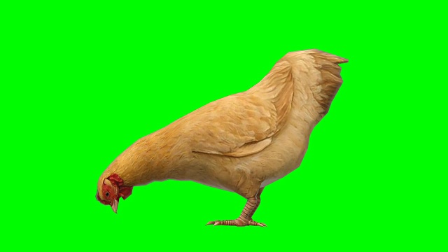 吃鸡动物绿屏(可循环)视频素材