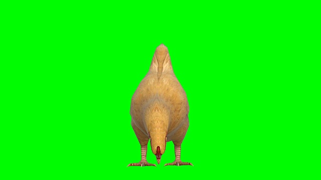 吃鸡动物绿屏(可循环)视频素材