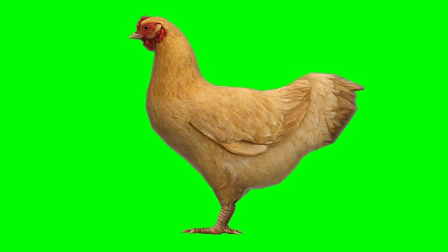 鸡闲兽绿屏(可循环)视频素材