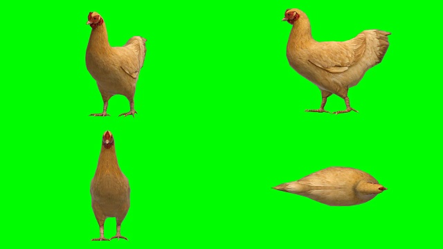 鸡动动物绿屏(可循环)视频素材