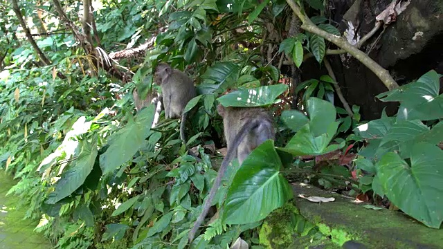 印度尼西亚乌布乌布猴林中的巴厘长尾猴视频素材