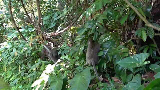 印度尼西亚乌布乌布猴林中的巴厘长尾猴视频素材