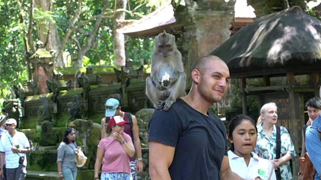 游客们在印尼乌布的乌布猴林中欣赏巴厘长尾猴视频素材