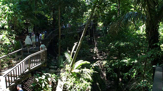 游客在乌布猴森林公园的大榕树间散步，乌布，印度尼西亚视频素材