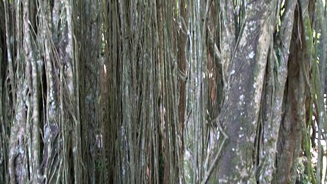 乌布猴子森林的大榕树，乌布，印度尼西亚视频下载