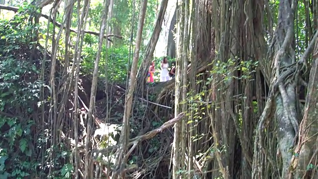 游客在乌布猴森林公园的大榕树间散步，乌布，印度尼西亚视频下载