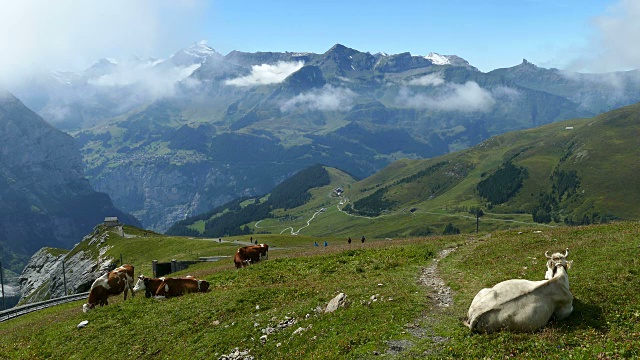瑞士伯尔尼州，格林德沃，伯恩斯高地，克莱恩谢德格的奶牛视频素材