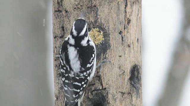 雌毛啄木鸟正在进食视频素材