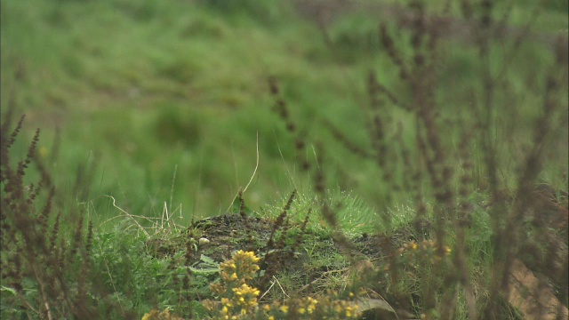 红狐狸(Vulpes Vulpes)离开了格拉斯哥，苏格兰视频素材