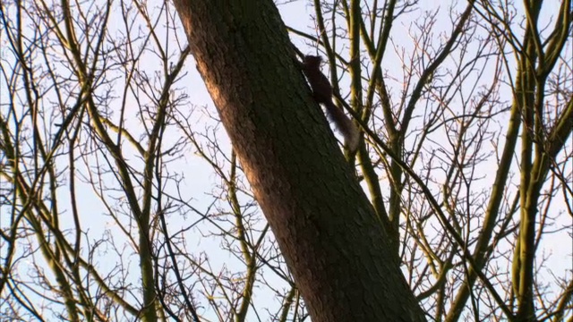 红松鼠(Sciurus vulgaris)跳跃爬树，苏格兰，英国视频素材