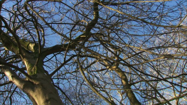 冬天，英国林地山毛榉树下的Pan视频下载