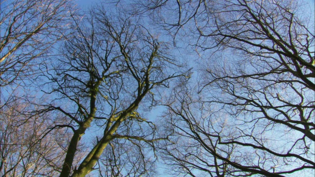 在英国的冬天，在树林里纺纱视频素材