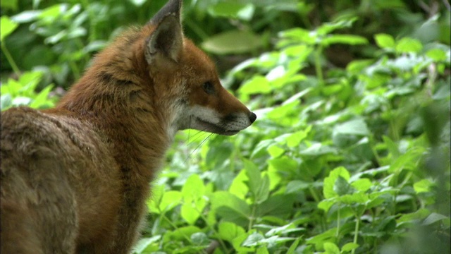 红狐狸(Vulpes Vulpes)花园，格拉斯哥，苏格兰视频素材