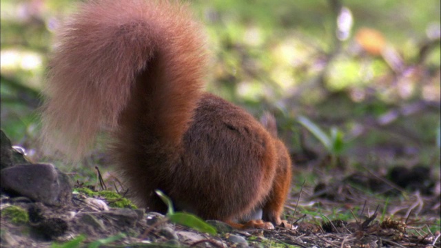 红松鼠(Sciurus vulgaris)在公园，苏格兰，英国视频素材