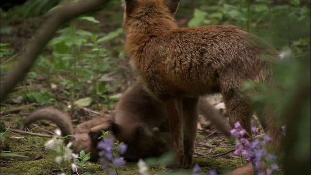 红狐狸(Vulpes Vulpes)和幼崽在花园和玩耍，格拉斯哥，苏格兰视频下载