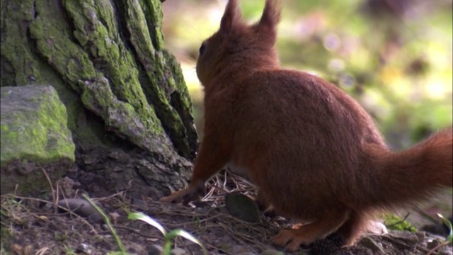 红松鼠(Sciurus vulgaris)在公园，苏格兰，英国视频素材