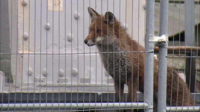 红狐狸(Vulpes Vulpes)正穿过苏格兰格拉斯哥的安全围栏视频素材
