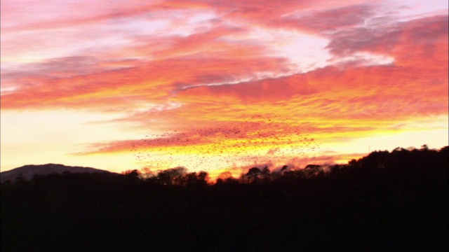 英国威尔士康威，一群椋鸟(普通椋鸟)在夕阳下飞翔视频素材