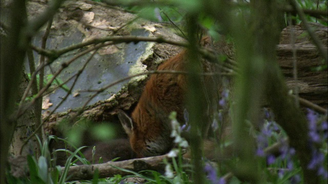 在苏格兰格拉斯哥的森林里，红狐狸(Vulpes Vulpes)的幼崽正在向父母乞求食物视频素材