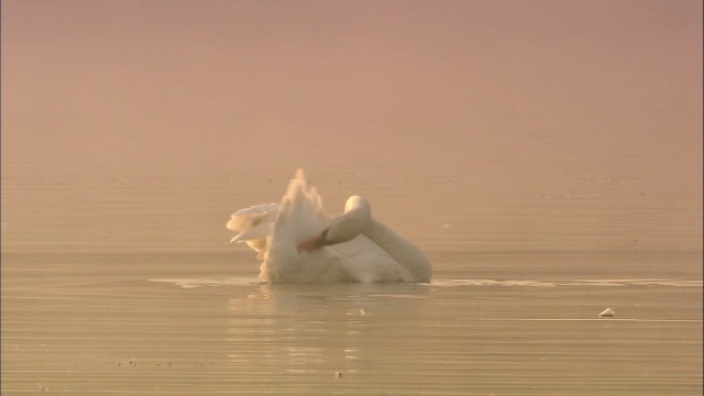 沉默的天鹅(天鹅色)在湖上在日出，里士满公园，伦敦，英国视频下载