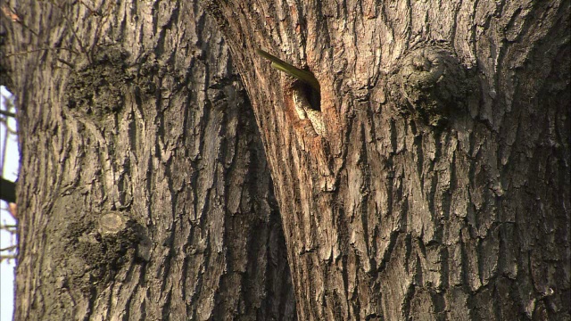 环颈长尾小鹦鹉(鹦鹉)进入橡树巢洞，灌木丛公园，伦敦，英国视频下载