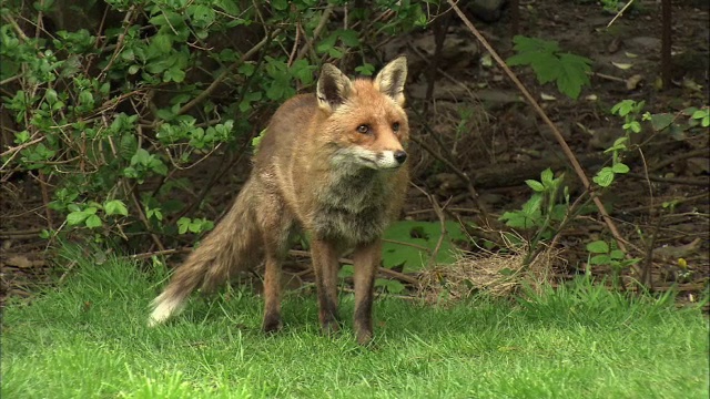 红狐狸(Vulpes Vulpes)进入花园，格拉斯哥，苏格兰视频素材
