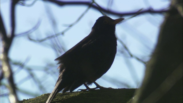 乌鸫在树上歌唱，苏格兰，英国视频下载
