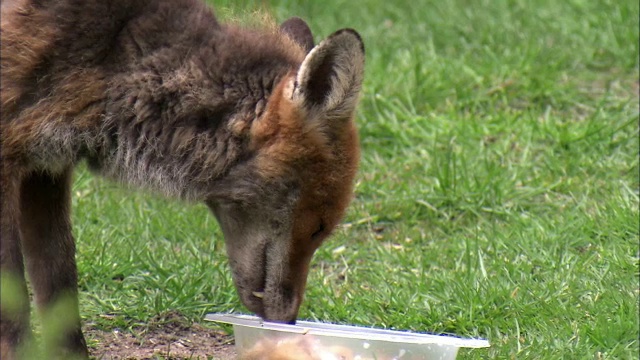 红狐狸(Vulpes Vulpes)在花园，格拉斯哥，苏格兰视频素材