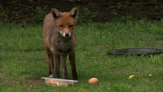 红狐狸(Vulpes Vulpes)在花园中吃蛋，格拉斯哥，苏格兰视频素材