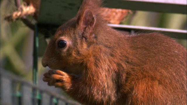 红松鼠(Sciurus vulgaris)在花园饲料，苏格兰，英国视频素材