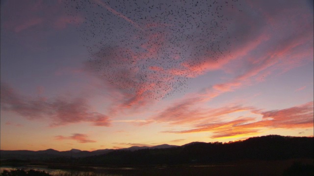 英国威尔士康威，一群椋鸟(普通椋鸟)在夕阳下飞翔视频素材