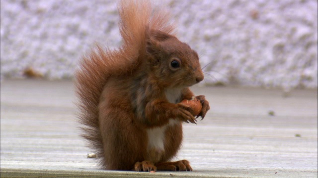 红松鼠(Sciurus vulgaris)在花园饲料，苏格兰，英国视频素材