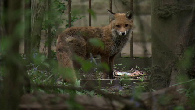 红狐狸(Vulpes Vulpes)环顾四周的花园，格拉斯哥，苏格兰视频素材