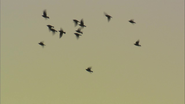 椋鸟(Sturnus vulgaris)在黄昏飞行，康威，威尔士，英国视频素材