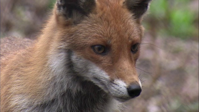 红狐狸(Vulpes Vulpes)，格拉斯哥，苏格兰视频素材